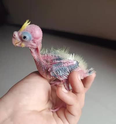 Cockateil chick
