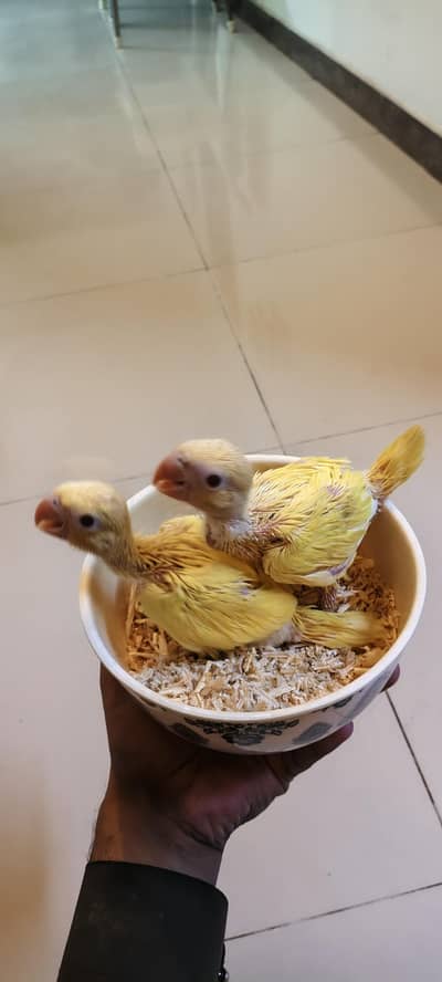 yellow parrot | Blue Parrot | Creamino parrot  chick