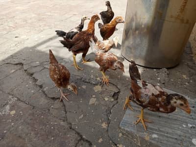 Aseel and desi chicks are available for sale. Home breed