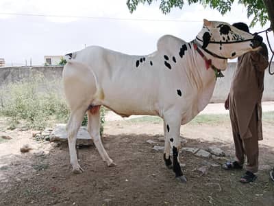Fateh jangi bull kacha donda 03125595969