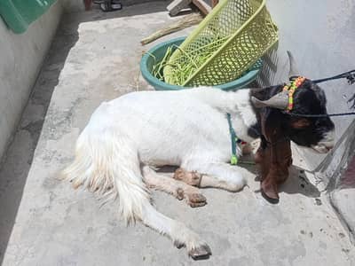 khassi Bakra 2 dant