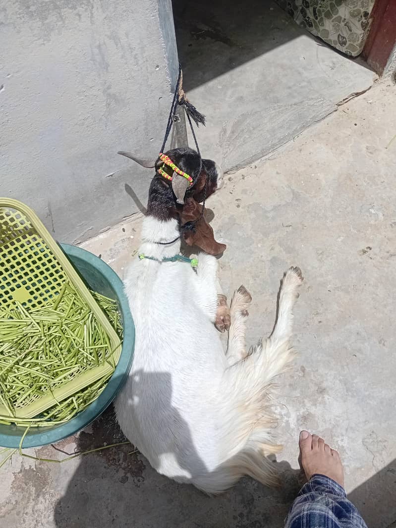 khassi Bakra 2 dant 1