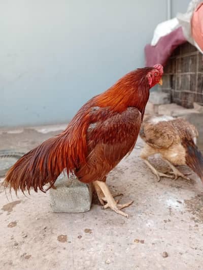 Aseel rooster and Hen For Sale
