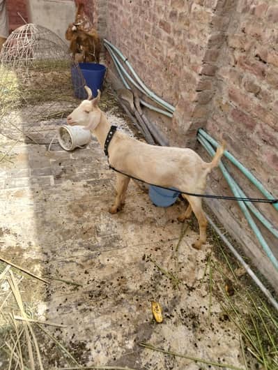 selling a bakra