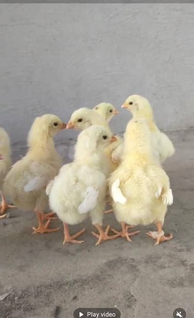 shamo and heera chicks