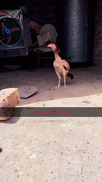 2 hens aseeland 1 aseel morgha pure 03007900617