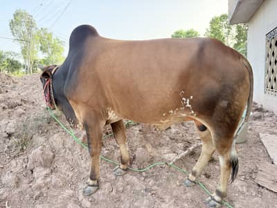 Qurbani Bulls 2 Tant 4 available