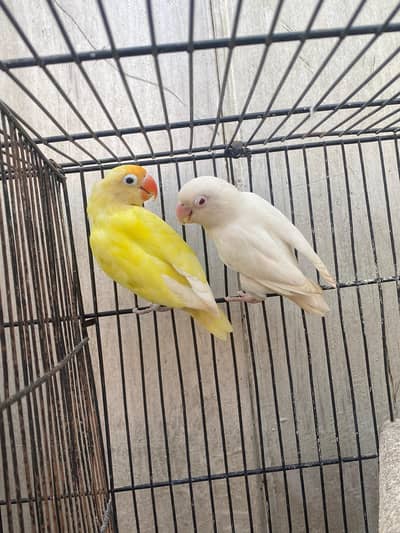 Love birds
