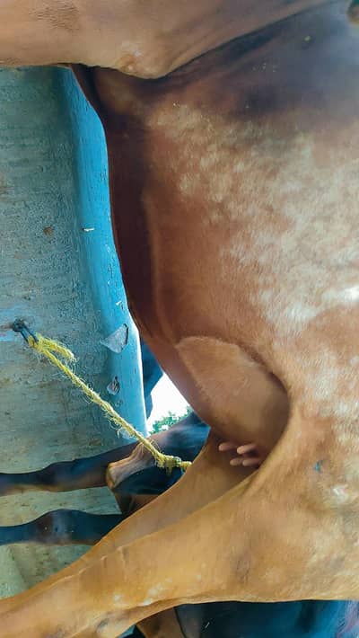 Freezen's cross cow(Bachri) is for sale