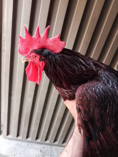 rir heritage breed