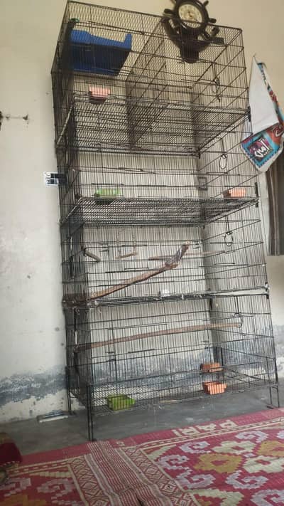 Birds Cage