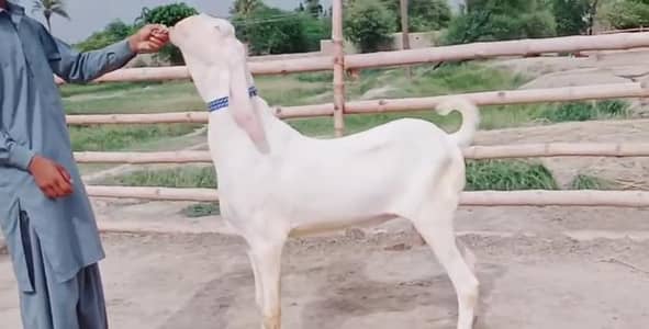 Rajanpuri Qurbani Goat – 2 Teeth Ready for Eid / call _03460423873