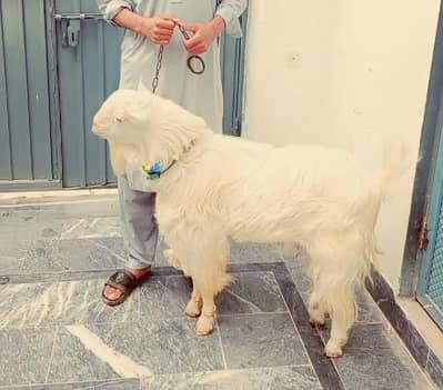 white tedi Bakra for sale white eyes pink category