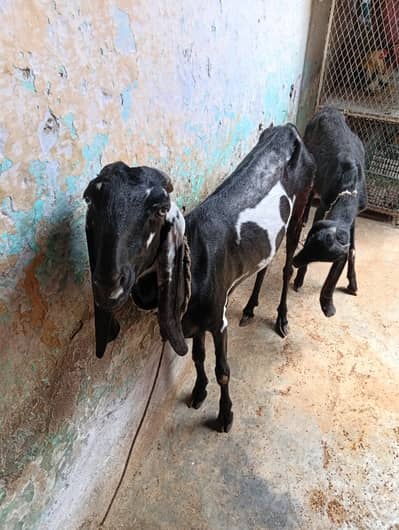 Female beetal  goat  for sale