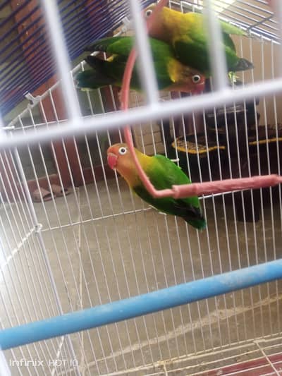Love Birds Parrots