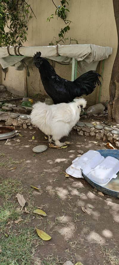 White silkie female