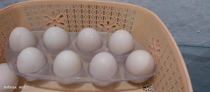 Heera Aseel eggs for sale