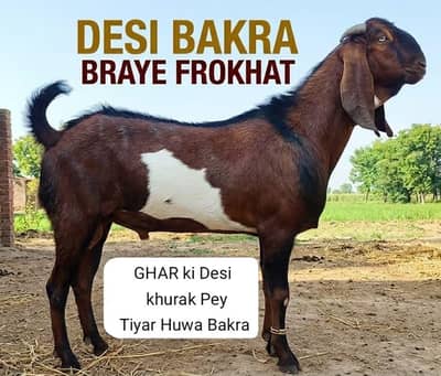 Desi Bakra (Donda) for Sale - Qurbani 2026 - Ghar Ka Pala Hua