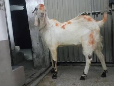 Home bread Bakra