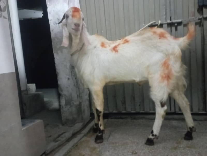 Home bread Bakra 0