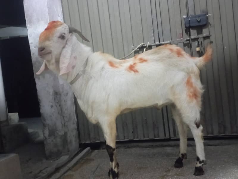 Home bread Bakra 1