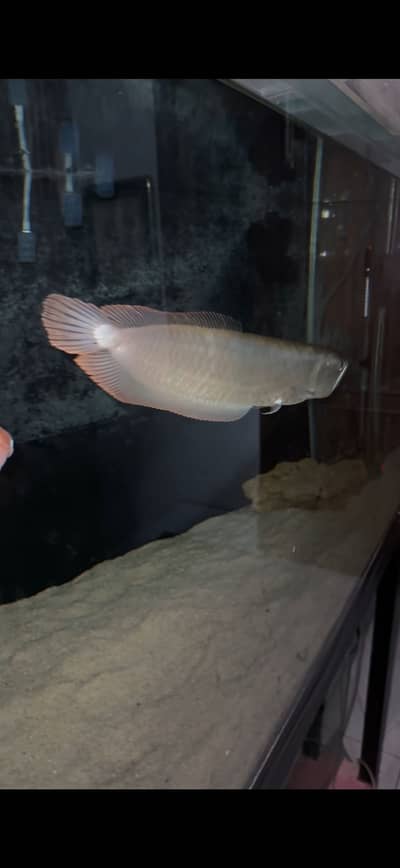 Silver arowana and jack dempsey