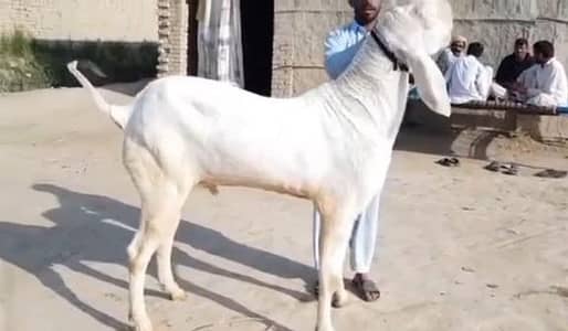 Rajanpuri Qurbani Goat – 2 Teeth Ready for Eid / call _03460423873