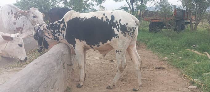 Bull  2