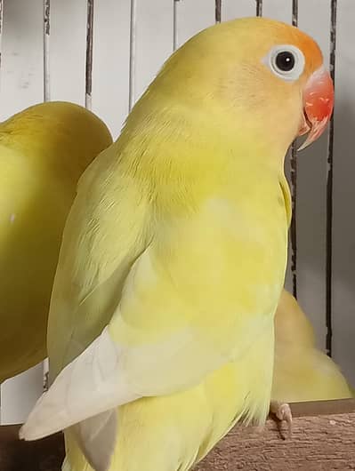 Cremino Love Birds Breeder