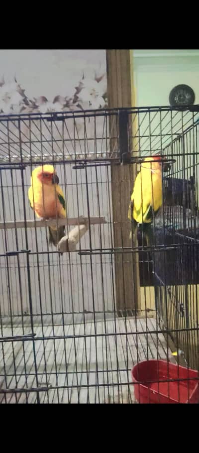 SUN CONOUR PAIR