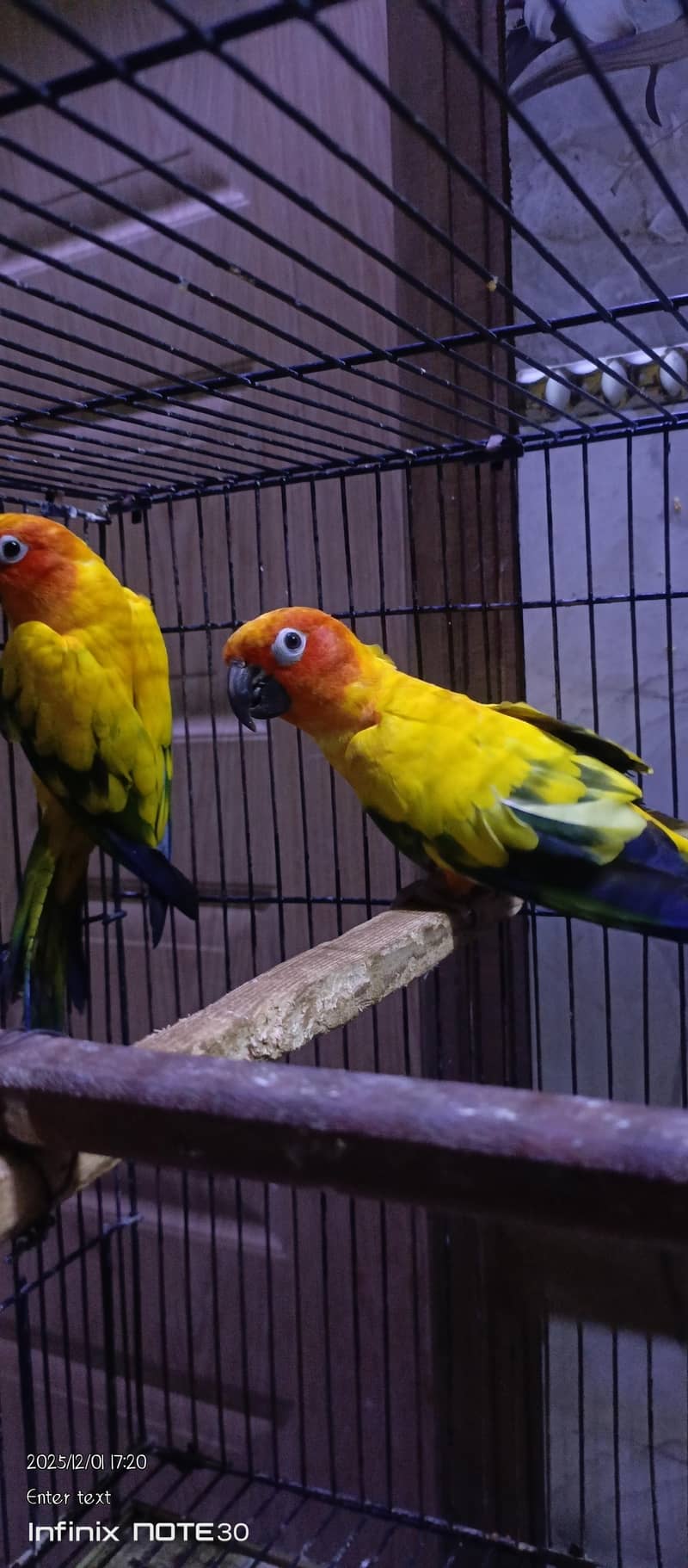 SUN CONOUR PAIR 1