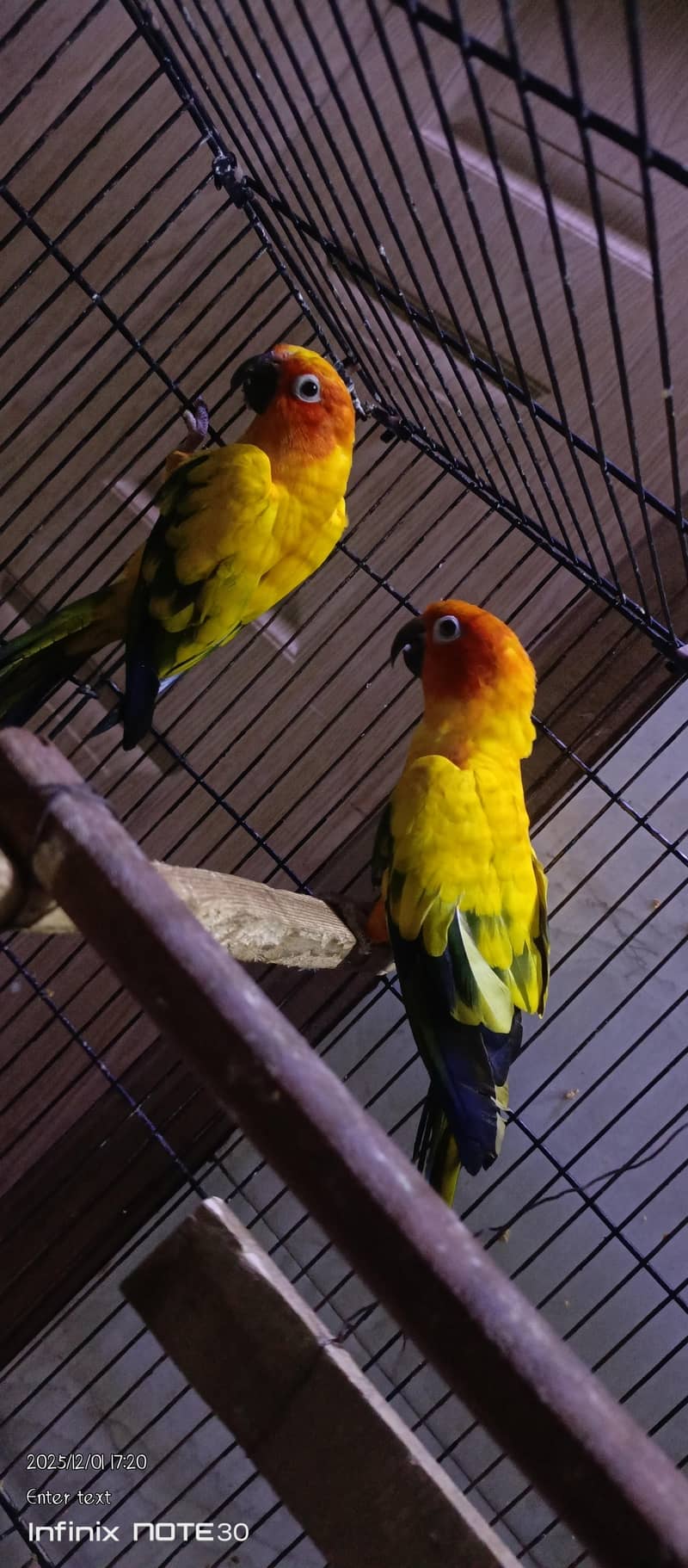 SUN CONOUR PAIR 2