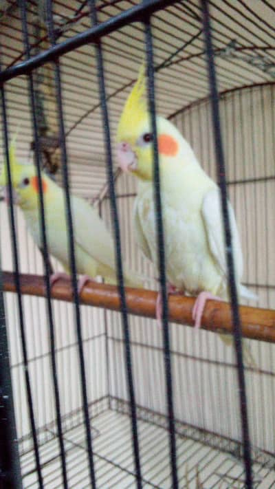 Red Eyes Pair