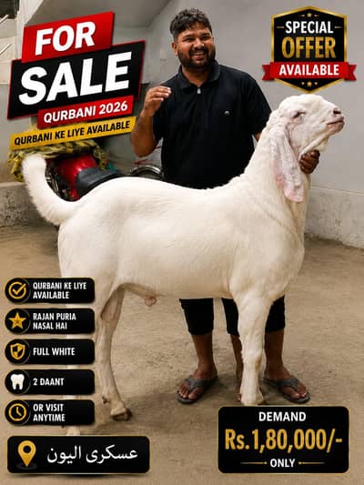 Bakra Rajan Puri  For Sale – Qurbani 2026 Bakra