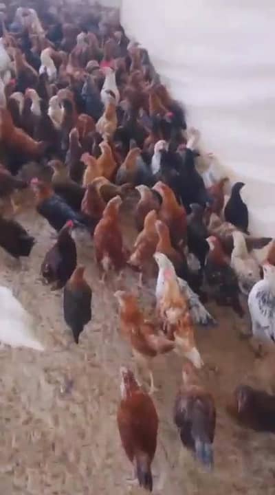 sale for chicks