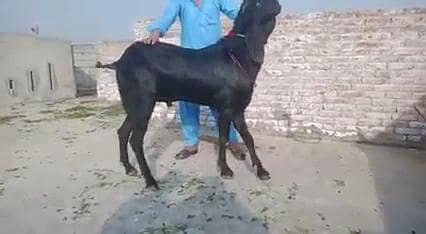 Qurbani ke liye Bakra For Sale _03460423873