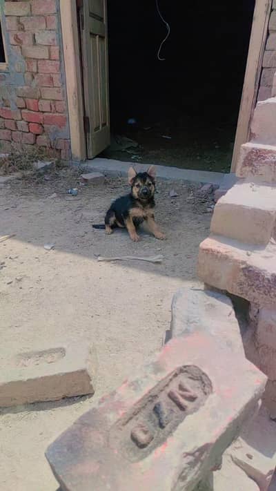 pure German shepherd