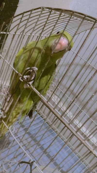 green parrot