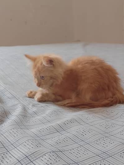 parsian cat