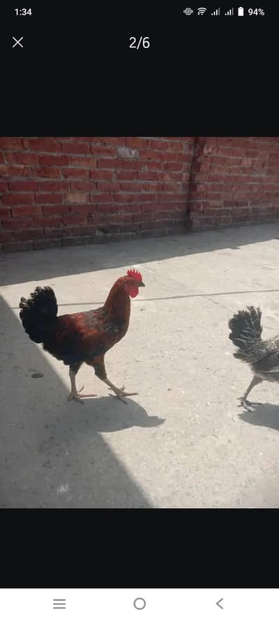Black and Red Murgha for sale