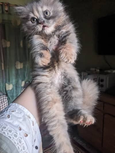 Fluffy Persian Kitten  2 Months Old  Loving Home Needed