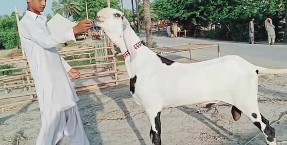 Qurbani lagne wala Desi Bakra for sale/-03134947622