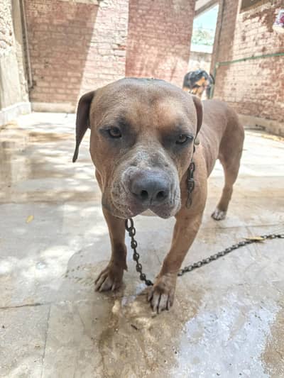 Pitbull terrier