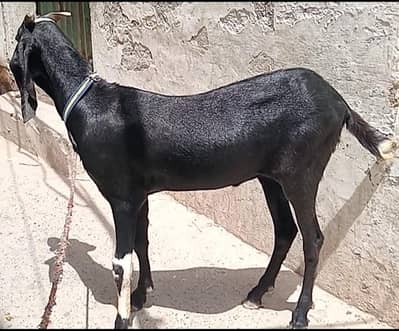 Black Khassi Bakra