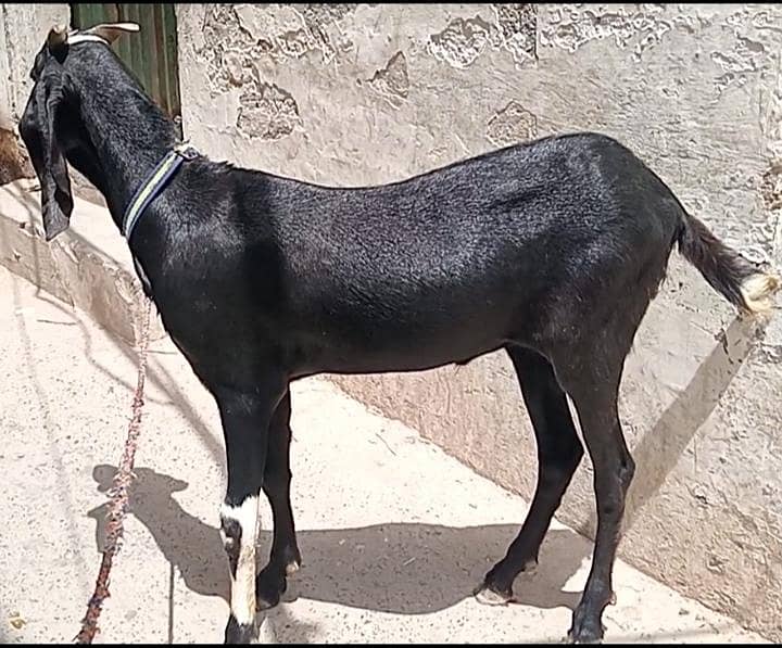 Black Khassi Bakra 0