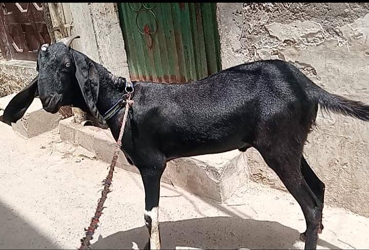 Black Khassi Bakra 1