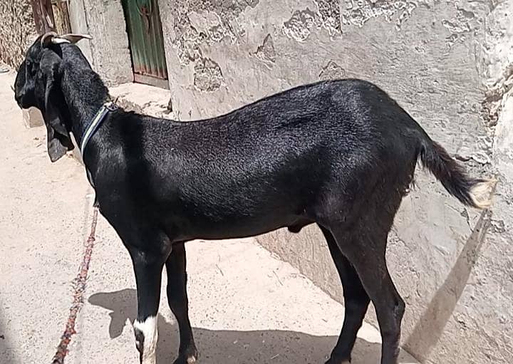 Black Khassi Bakra 2