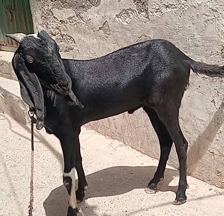 Black Khassi Bakra 4