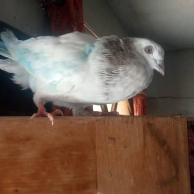 Not fly Hand tame