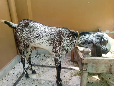 2 Desi Bakra | Goat | Donda | Home Breeding | urgent Sale